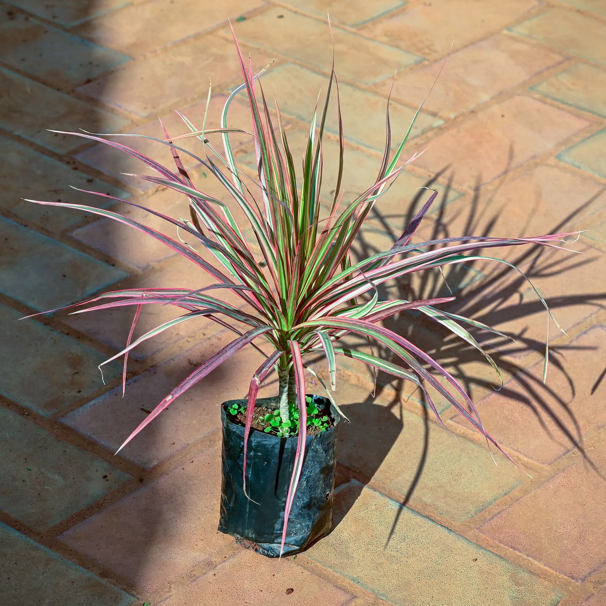 Dracaena Colorama / Marginata Red in 4 Inch Nursery Bag