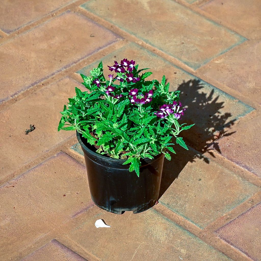 Buy Verbena Purple in 4 Inch Nursery Pot Online | Urvann.com Verbena Purple in 4 Inch Nursery Pot