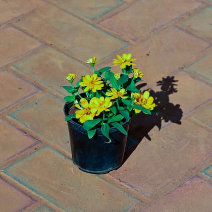 Buy Zinnia Yellow in 4 Inch Nursery Pot Online | Urvann.com