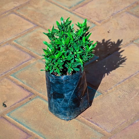 Ixora Peach in 4 Inch Nursery Bag