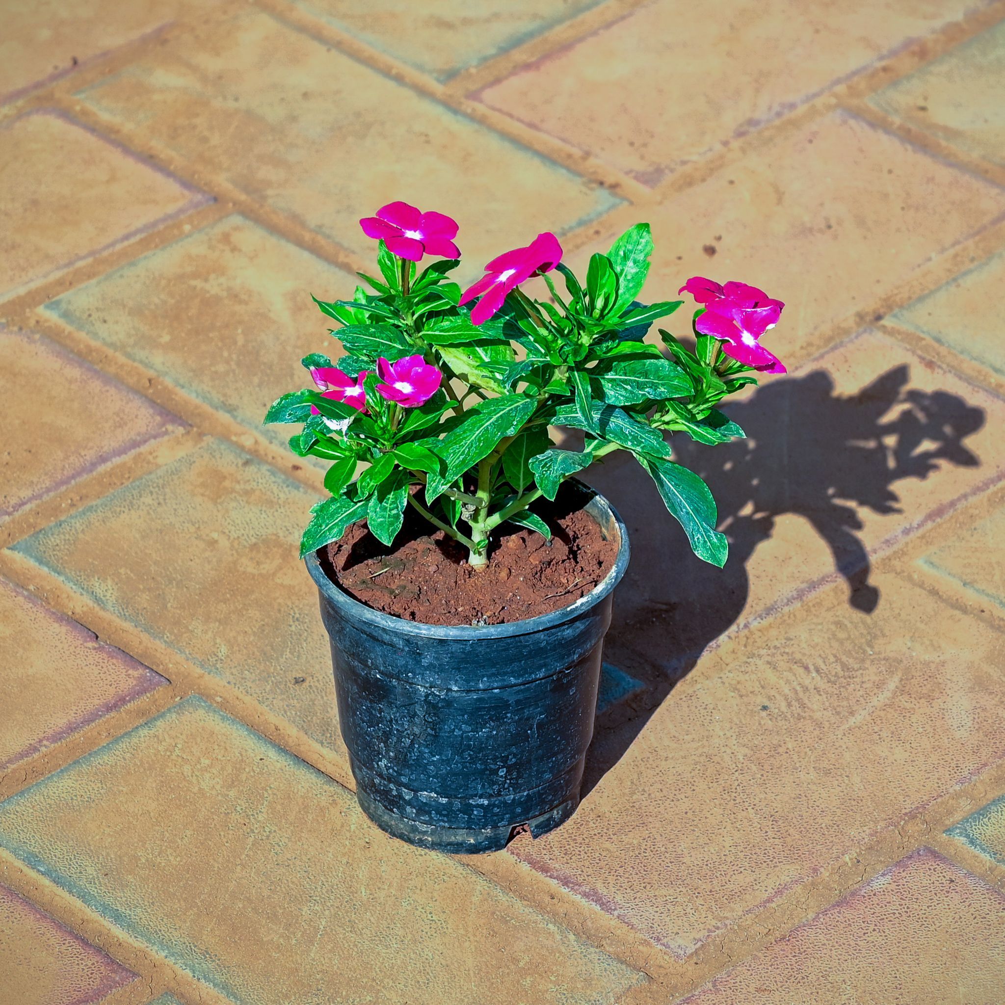 Periwinkle / Vinca / Sadabahar (any colour) in 4 Inch Nursery Pot