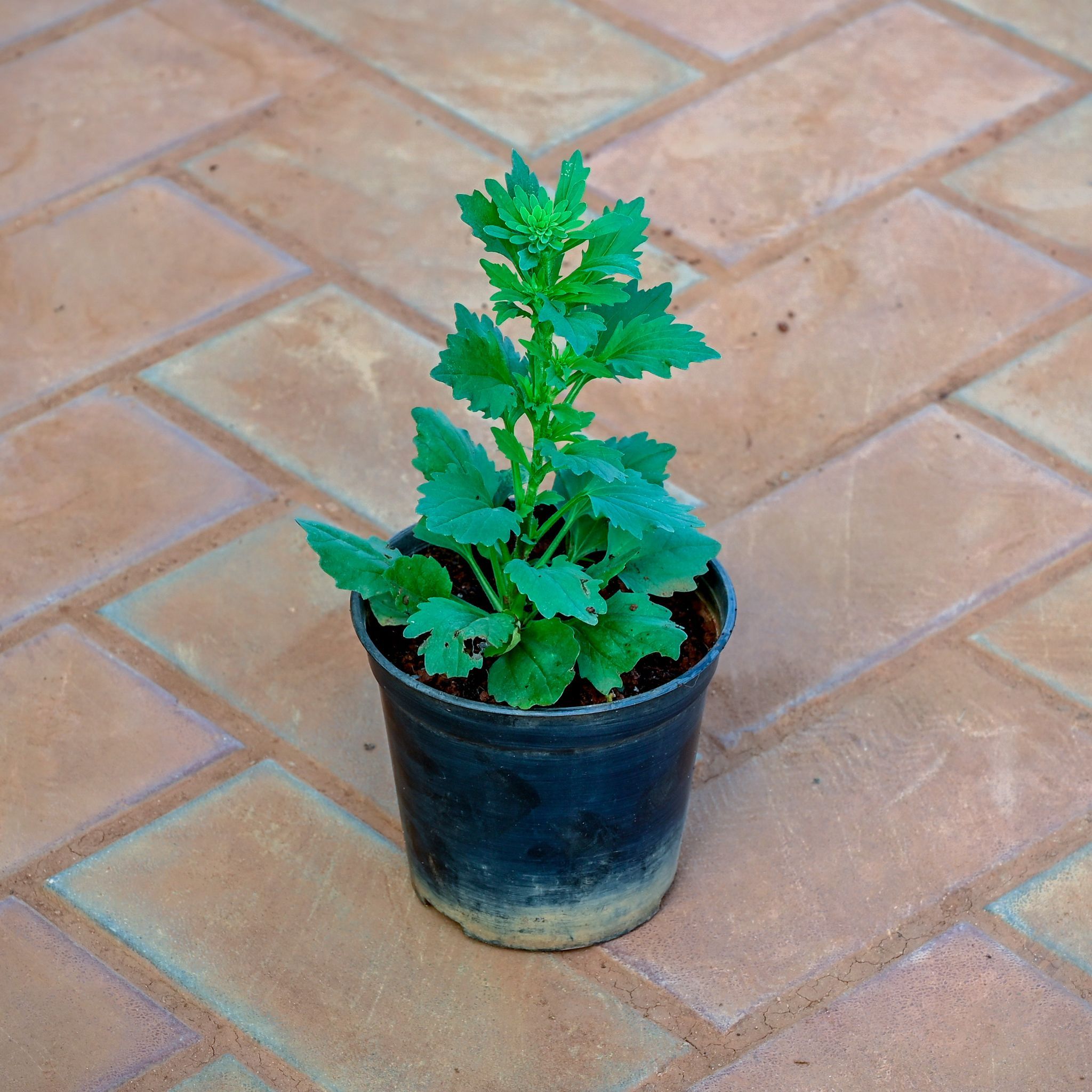 Aster (any colour) in 4 Inch Nursery Pot