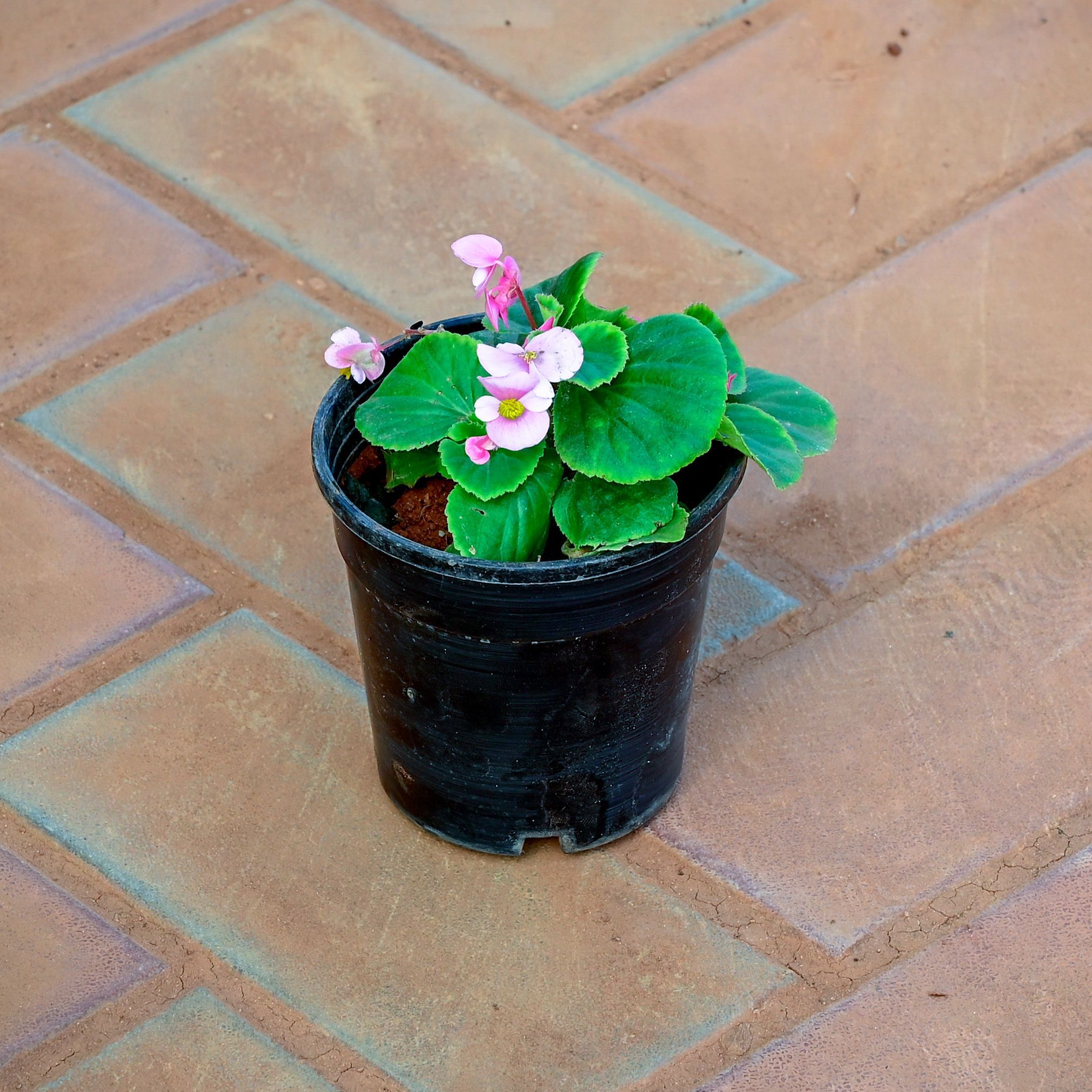 Begonia (any colour) in 4 Inch Nursery Pot