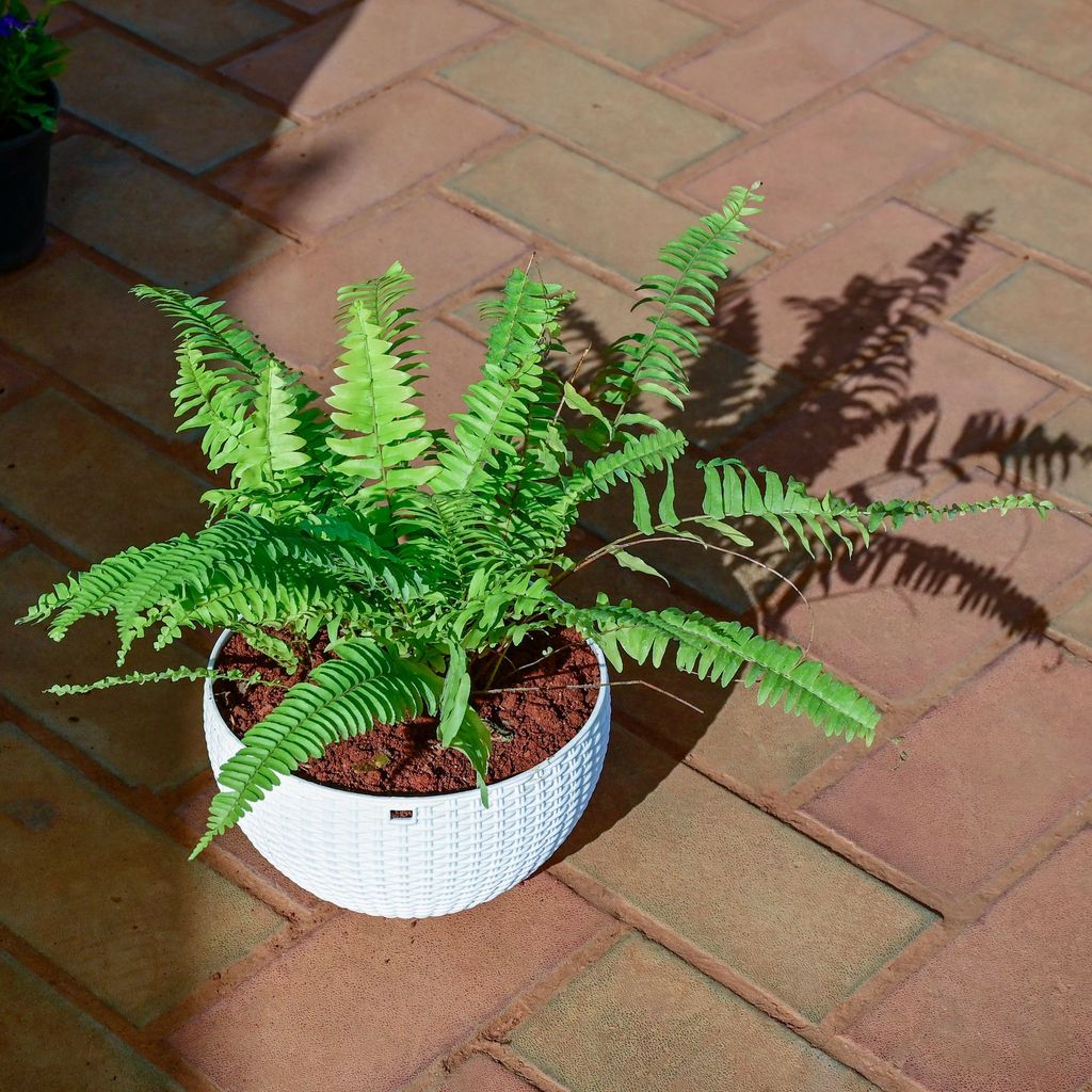 Buy Fern Golden in 7 Inch White Hanging Basket Online | Urvann.com Fern Golden in 7 Inch White Hanging Basket