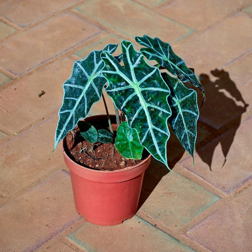 Buy Alocasia Velvet in 5 Inch Nursery Pot Online | Urvann.com Alocasia Velvet in 5 Inch Nursery Pot
