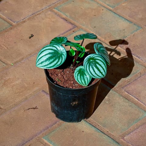 Peperomia Watermelon in 4 Inch Nursery Pot