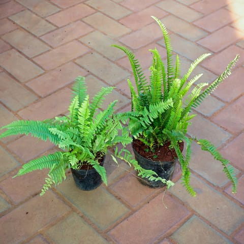 Set of 2 - Fern ( Green & Golden) in 4 Inch Nursery Pot
