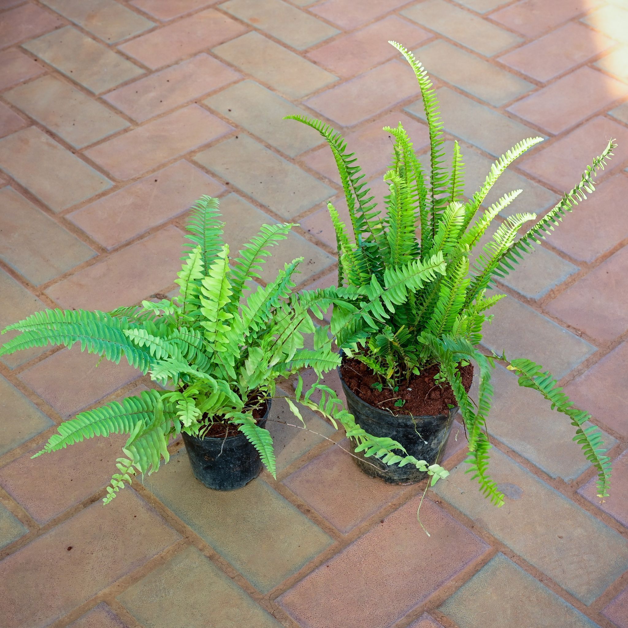 Set of 2 - Fern ( Green & Golden) in 4 Inch Nursery Pot