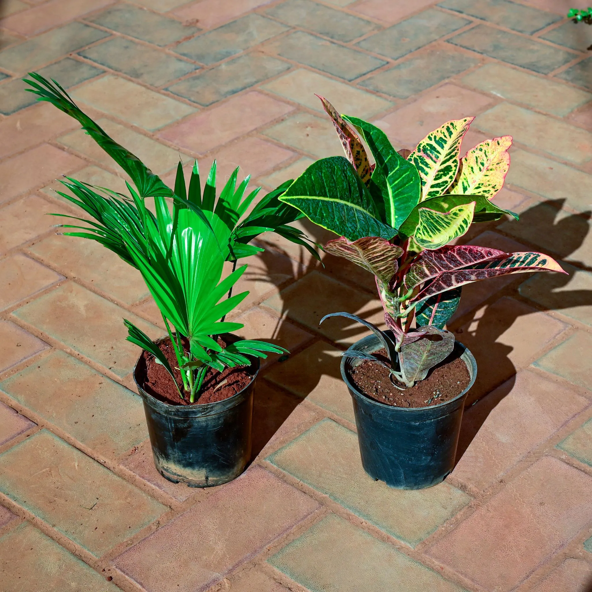 Set of 2 - China / Fan Palm & Croton Petra in 5 Inch Nursery Pot