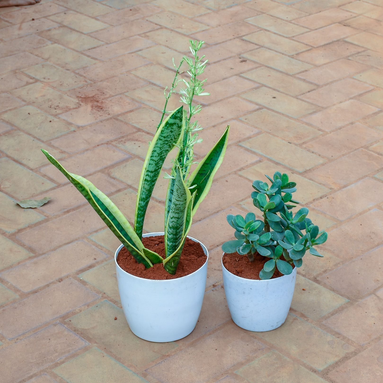 Set of 2 - Snake Golden Long & Crassula Ovata Succulent in 6 Inch White Sphere Premium Plastic Pot