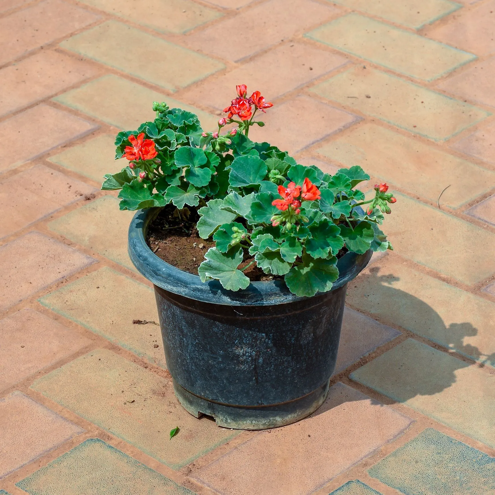 Geranium (any colour) in 10 Inch Nursery Pot