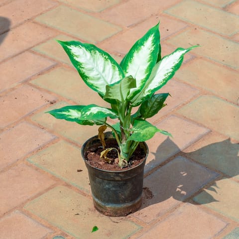 Dieffenbachia White in 5 Inch Nursery Pot