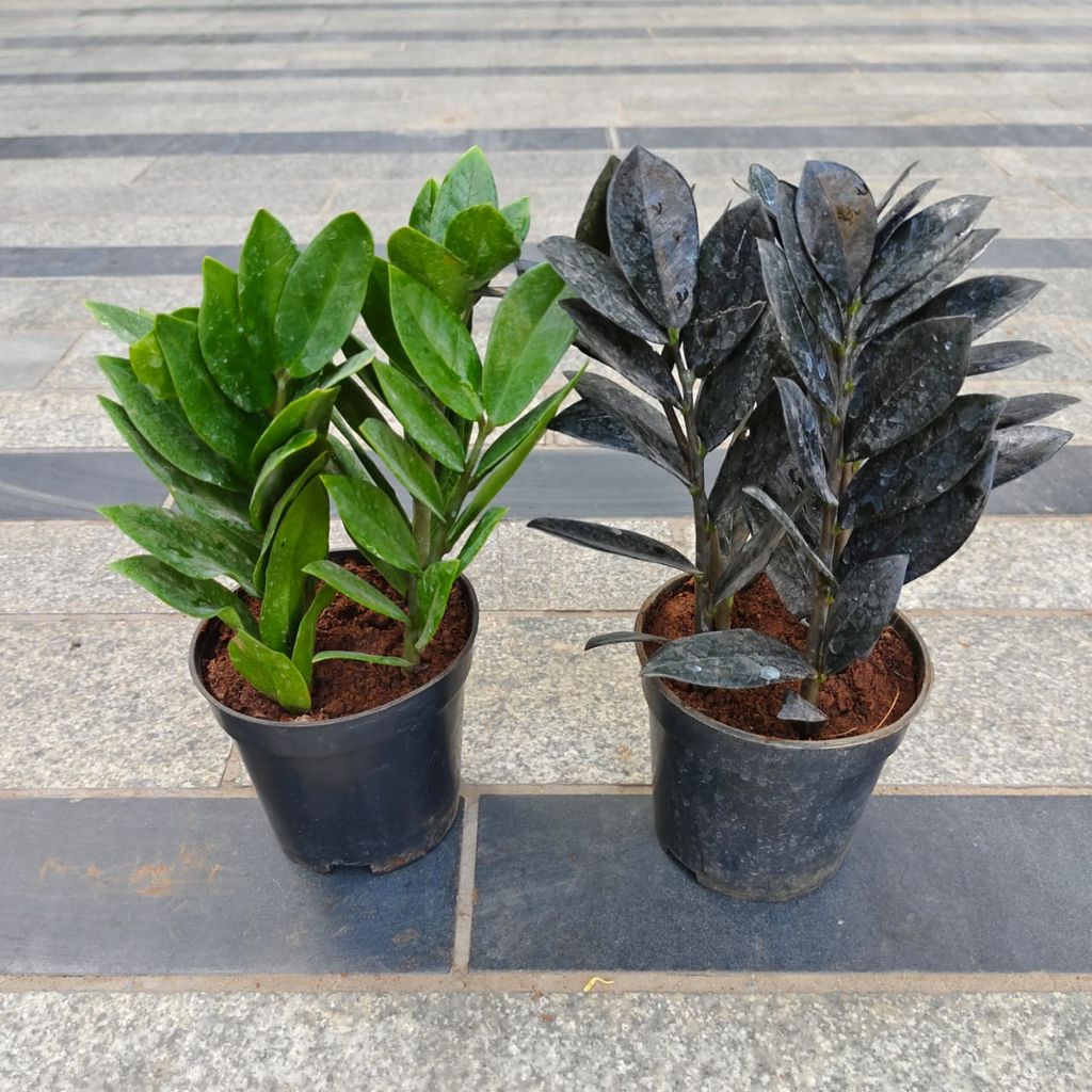 Set of 2 - Zz (Green & Black) in 4 Inch Nursery Pot Set of 2 - Zz (Green & Black) in 4 Inch Nursery Pot