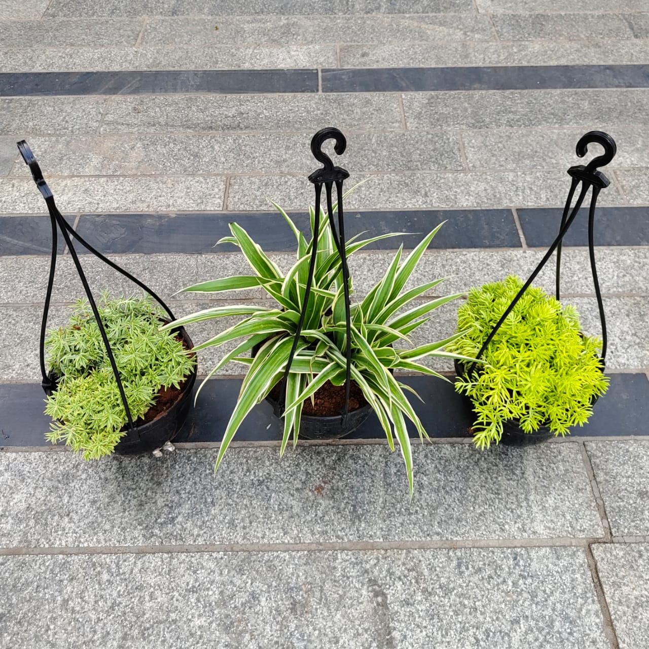 Set of 3 - spider plant / Pennywort, Sedum Yellow & Green in 5 Inch Black Hanging Plastic Pot
