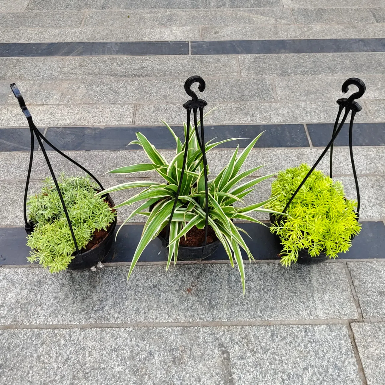 Set of 3 - spider plant / Pennywort, Sedum Yellow & Green in 5 Inch Black Hanging Plastic Pot