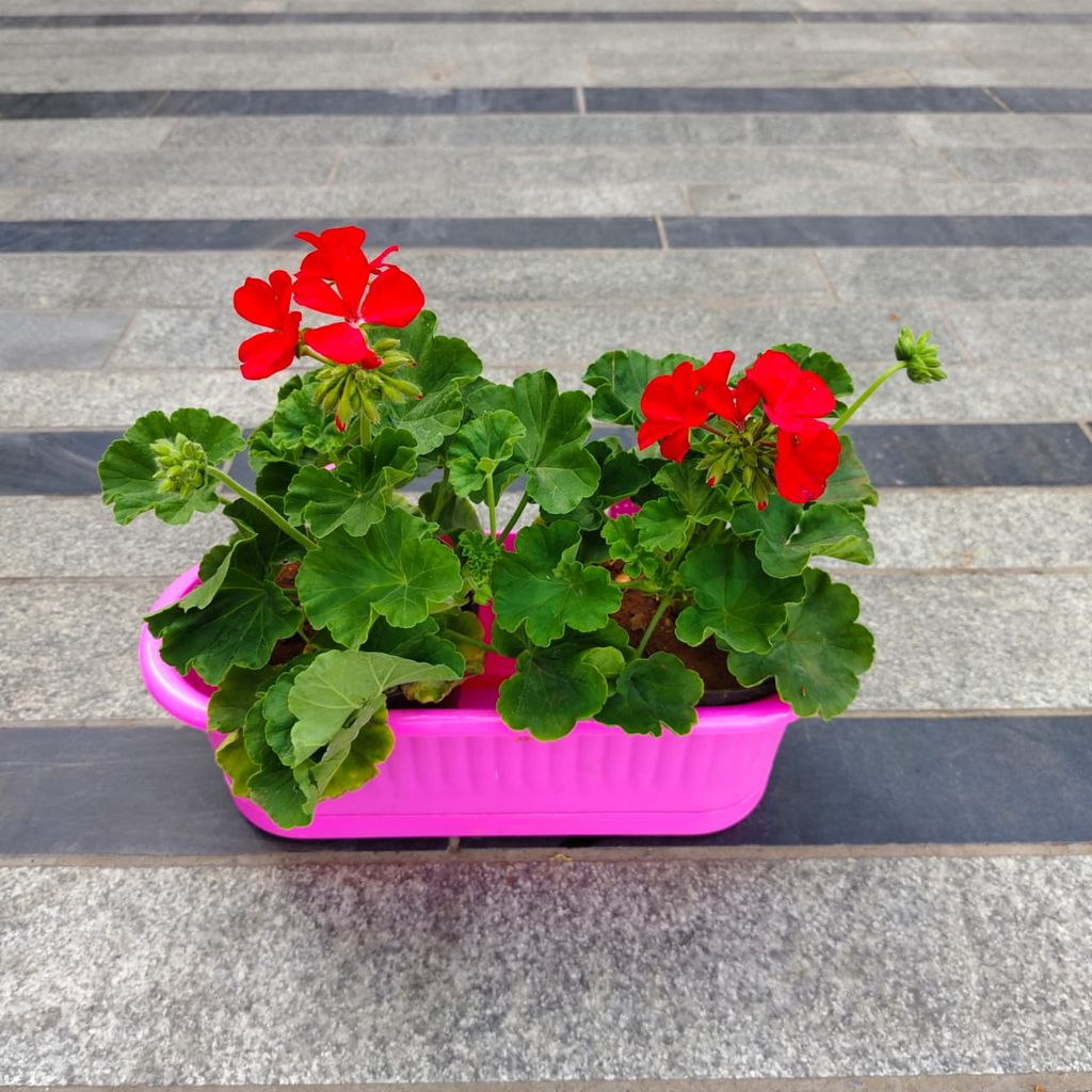 Geranium (Any Colour) in 7 Inch Pink Double Hook Hanging Plastic Pot Geranium (Any Colour) in 7 Inch Pink Double Hook Hanging Plastic Pot
