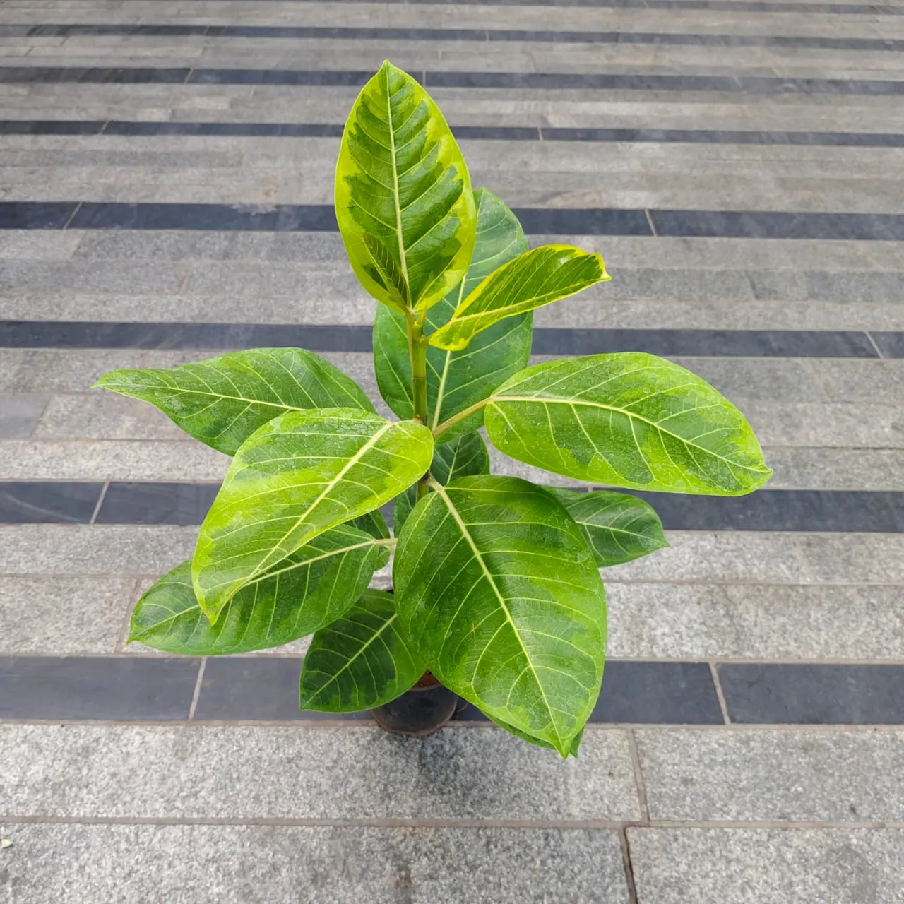 Rubber Variegated Green in 5 Inch Nursery Pot