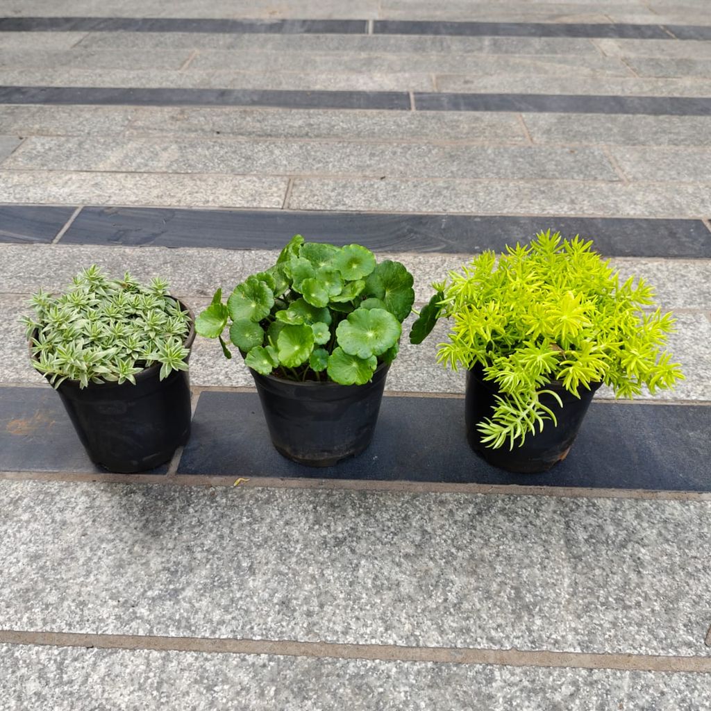 Set of 3 - Brahmi Dollar / Pennywort, Sedum White & Green in 4 Inch Nursery Pot