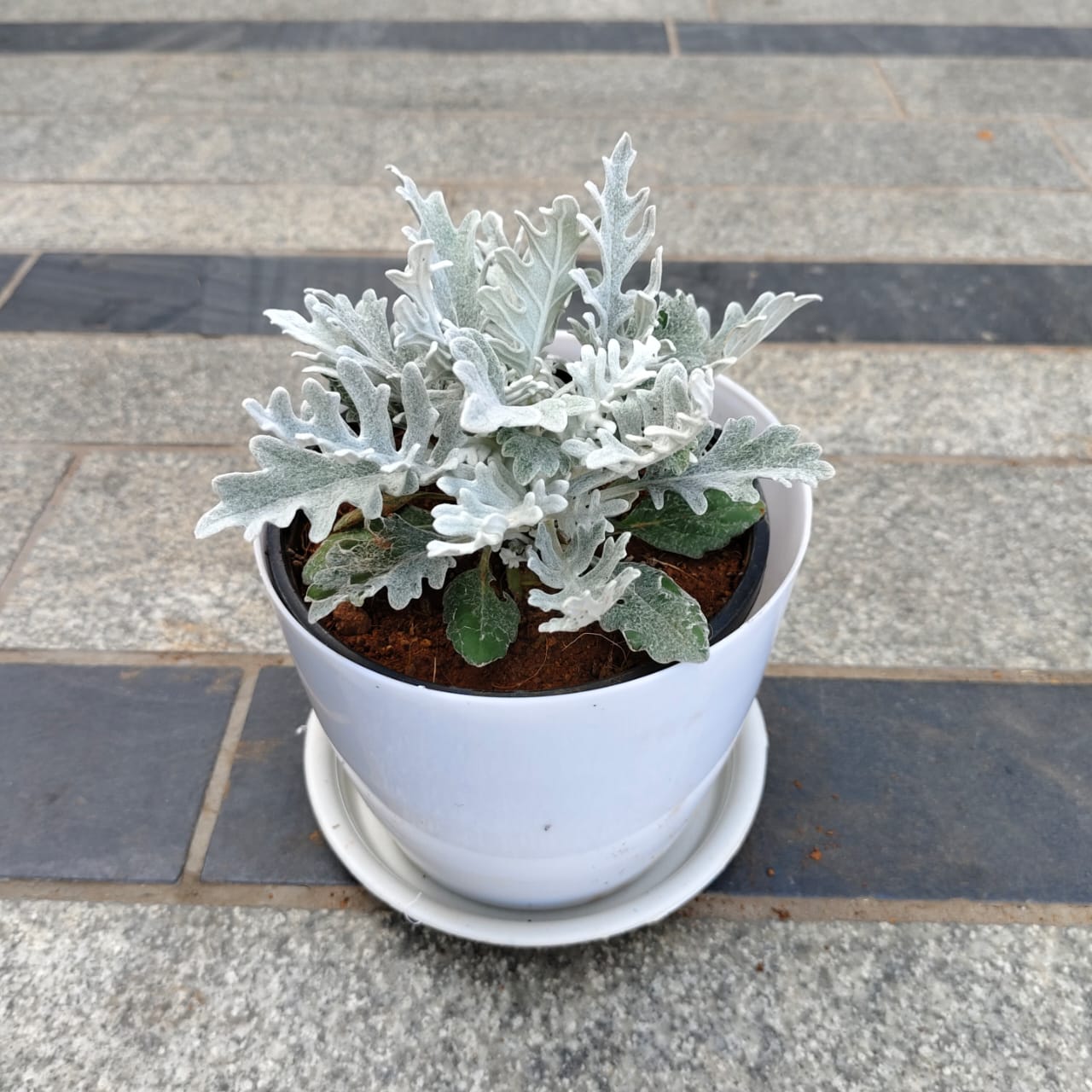 Lavender in 7 Inch White Premium Sphere Plastic Pot with Tray