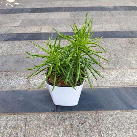 Pine Succulent in 4 Inch White Premium Square Plastic Pot
