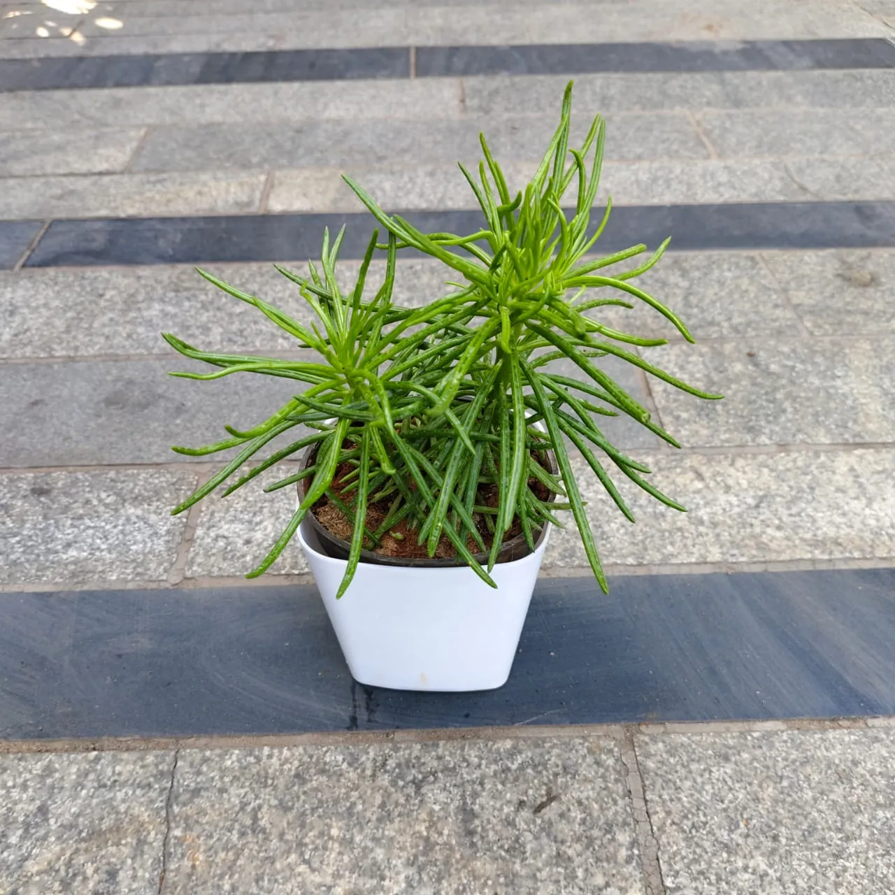 Pine Succulent in 4 Inch White Premium Square Plastic Pot