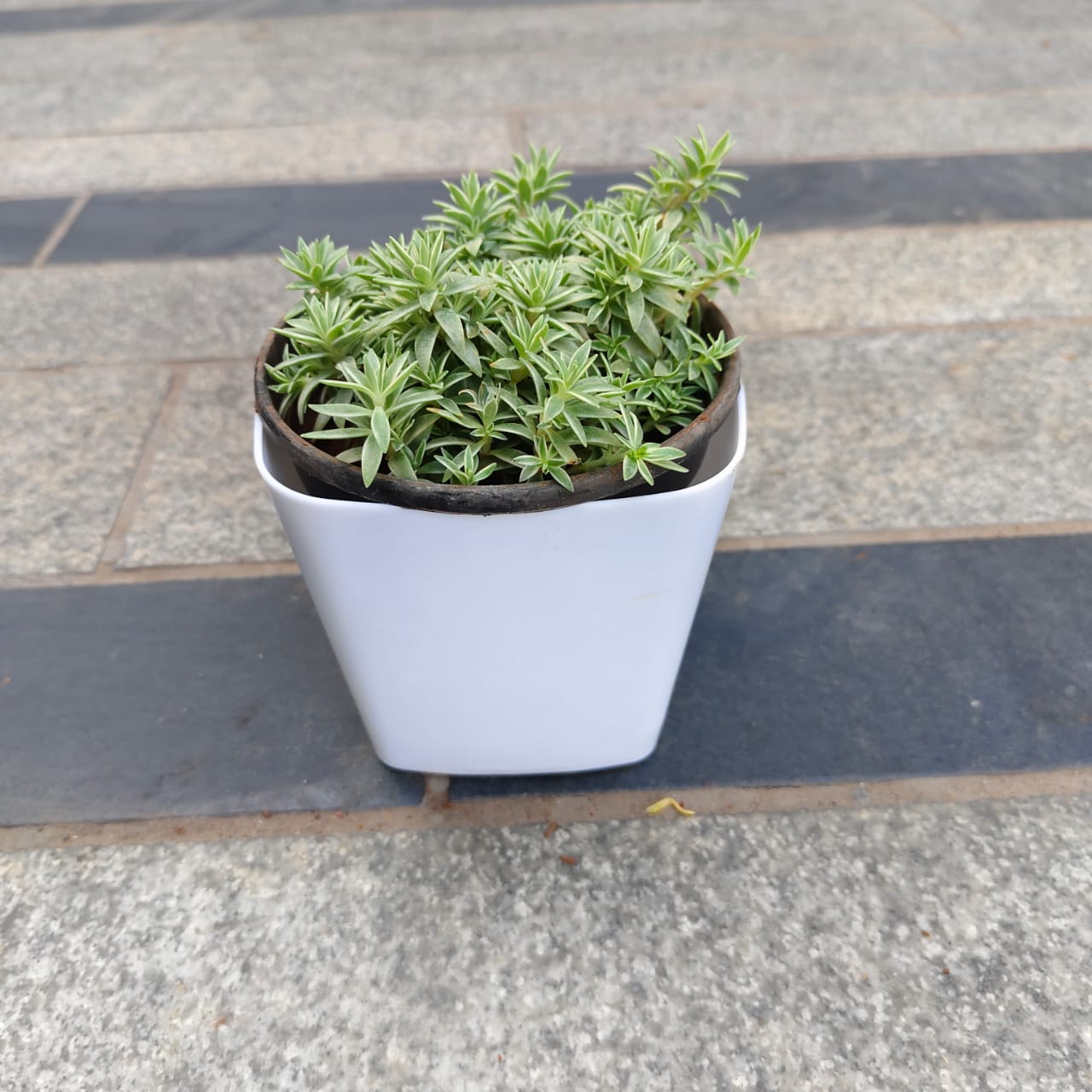Sedum White in 4 Inch White Premium Square Plastic Pot