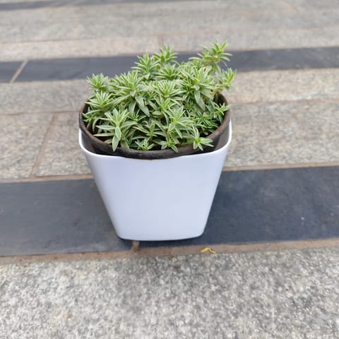 Sedum White in 4 Inch White Premium Square Plastic Pot