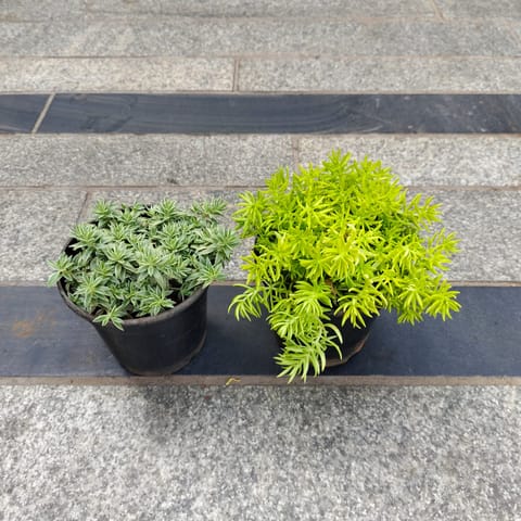 Set of 2 - Sedum Succulent (White & Green) in 3 Inch Nursery Pot