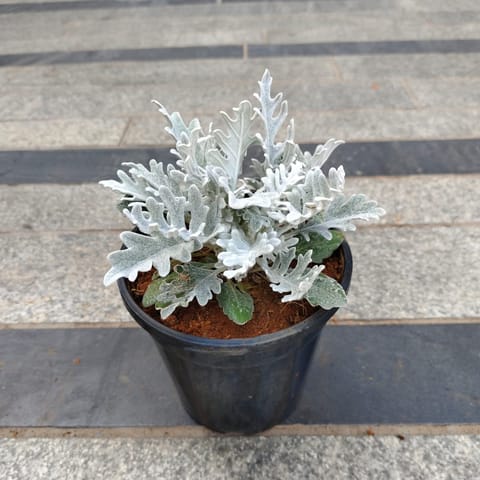 Lavender in 5 Inch Nursery Pot