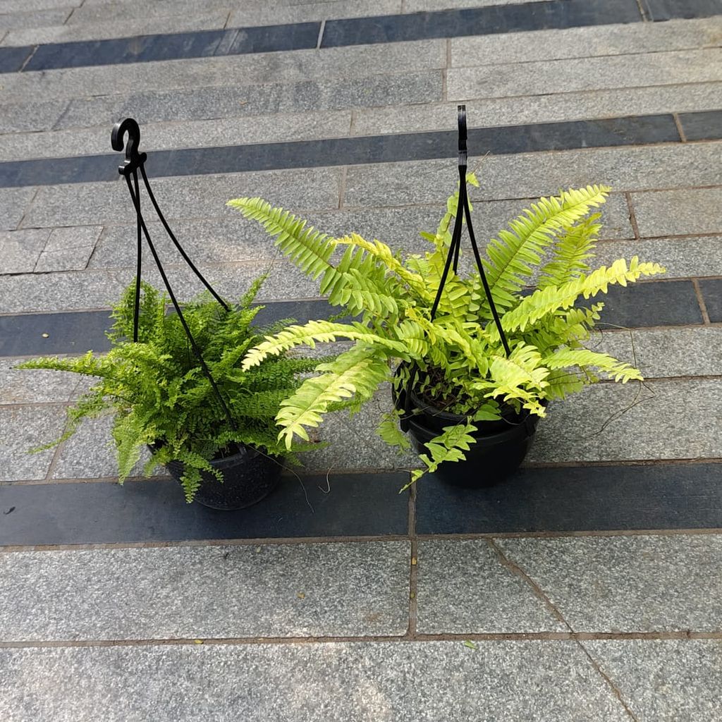 Buy Set of 2 - Fern (Green & Golden) in 5 Inch Black Hanging Basket Online | Urvann.com Set of 2 - Fern (Green & Golden) in 5 Inch Black Hanging Basket