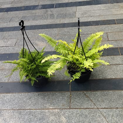 Buy Set of 2 - Fern (Green & Golden) in 5 Inch Black Hanging Basket Online | Urvann.com