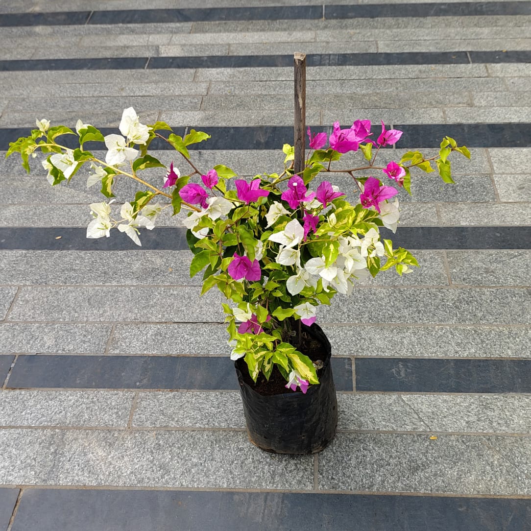 Bougainvillea Multicolour in 5 Inch Nursery Bag