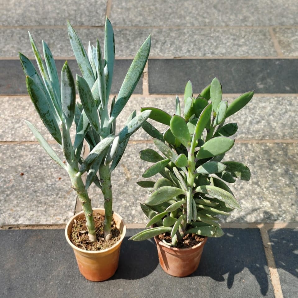 Buy Set of 2 - Senecio crassissimus & Curio Ficoides Succulent in 2 Inch Nursery Pot Online | Urvann.com Set of 2 - Senecio crassissimus & Curio Ficoides Succulent in 2 Inch Nursery Pot