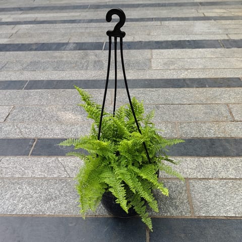 Fern Green in 5 Inch Black Hanging Basket