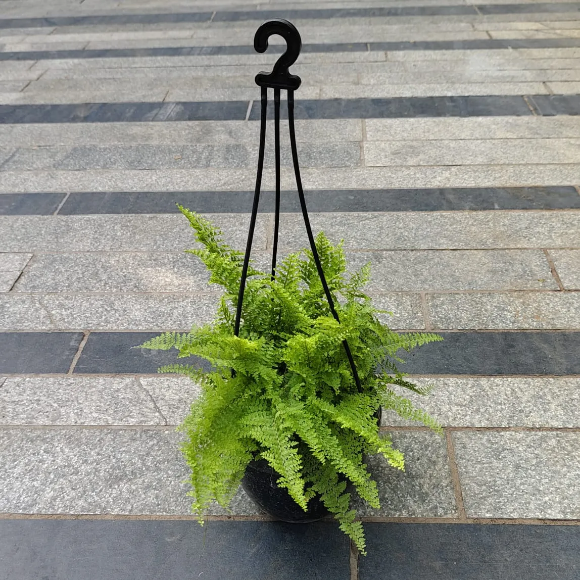 Fern Green in 5 Inch Black Hanging Basket