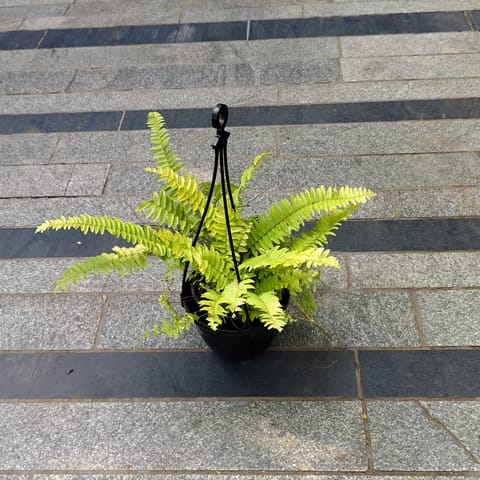Fern Golden in 5 Inch Black Hanging Basket