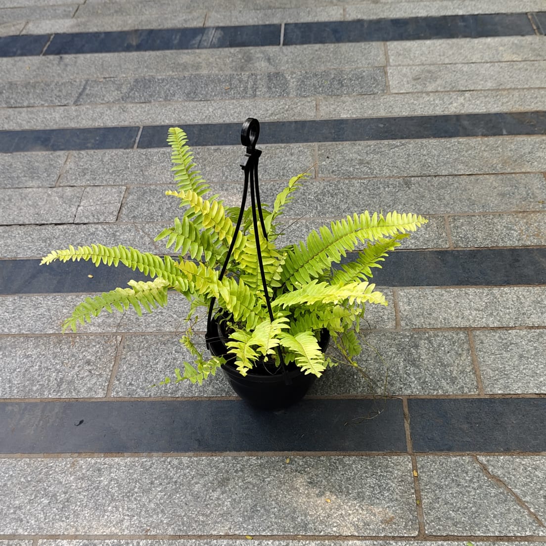 Fern Golden in 5 Inch Black Hanging Basket