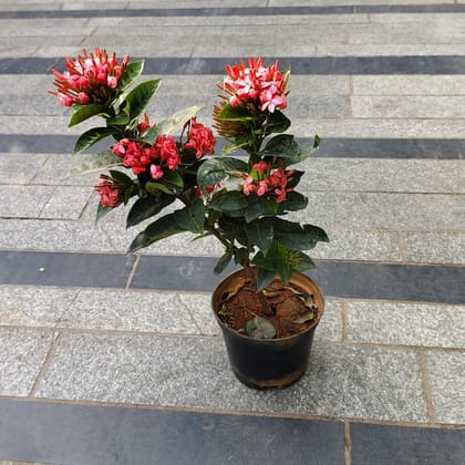 Buy Ixora Pink in 5 Inch Nursery Pot Online | Urvann.com