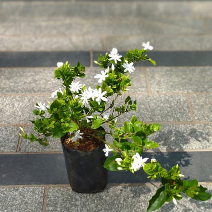 Buy Kakda Malga  in 4 Inch Nursery Bag Online | Urvann.com