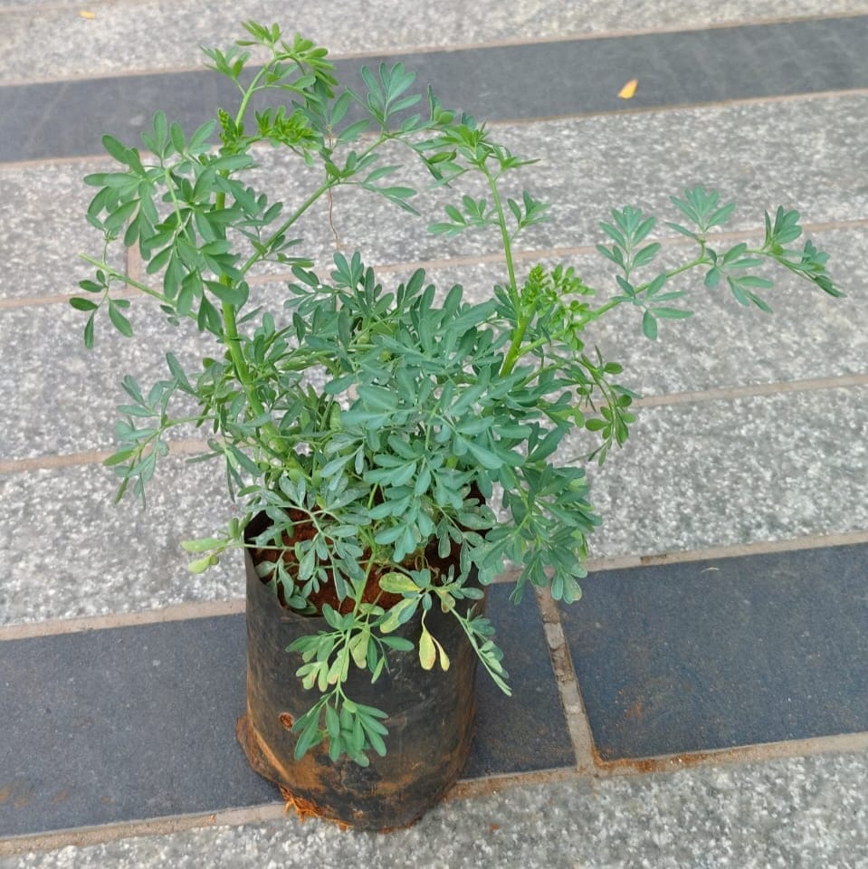 Nagdari in 3 Inch Nursery Bag