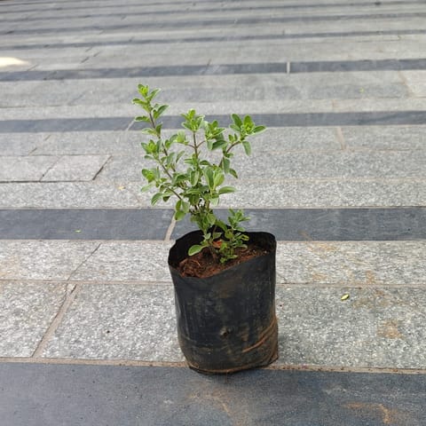 Marga in 3 Inch Nursery Bag