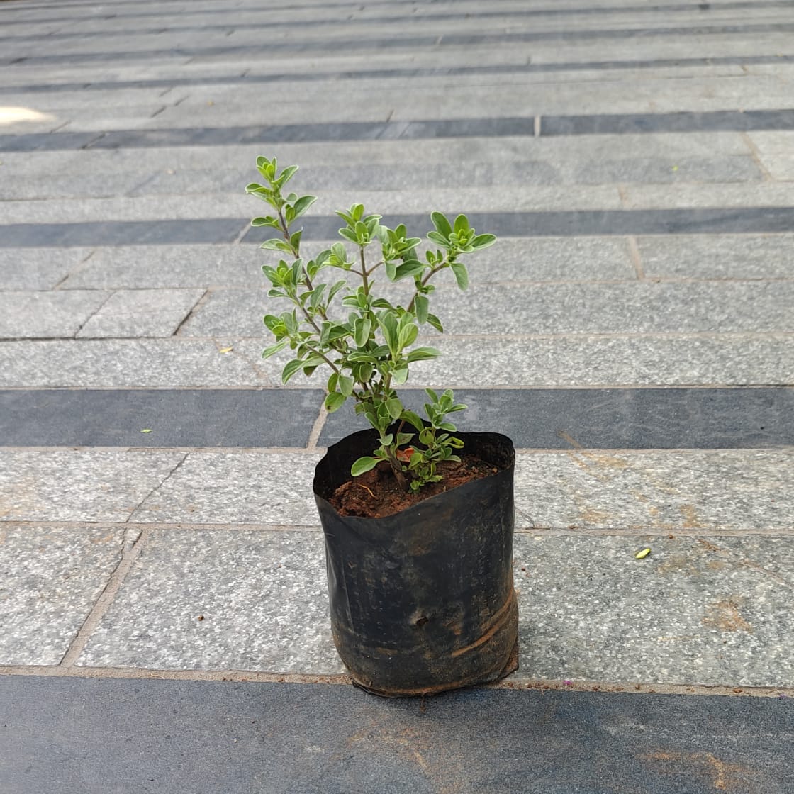 Marga in 3 Inch Nursery Bag