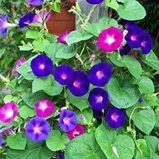 Ipomea Morning Glory Mixed Seeds - Excellent Germination