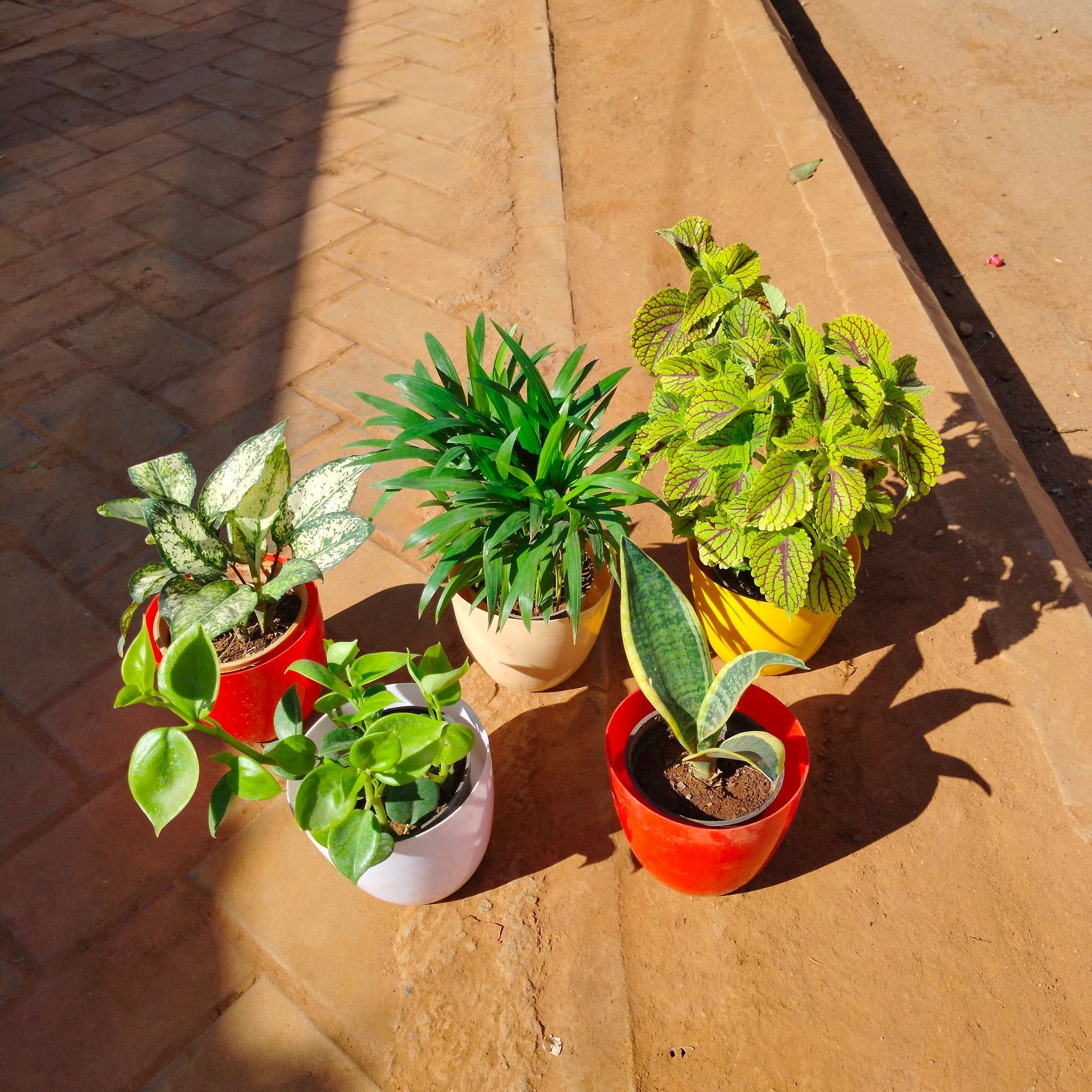 Set of 5 - Snake Dwarf, Peperomia Green, Coleus Green, Areca Dwarf & Aglaonema Snow White) in 6 Inch Multicoloured Premium Orchid Round Plastic Pot