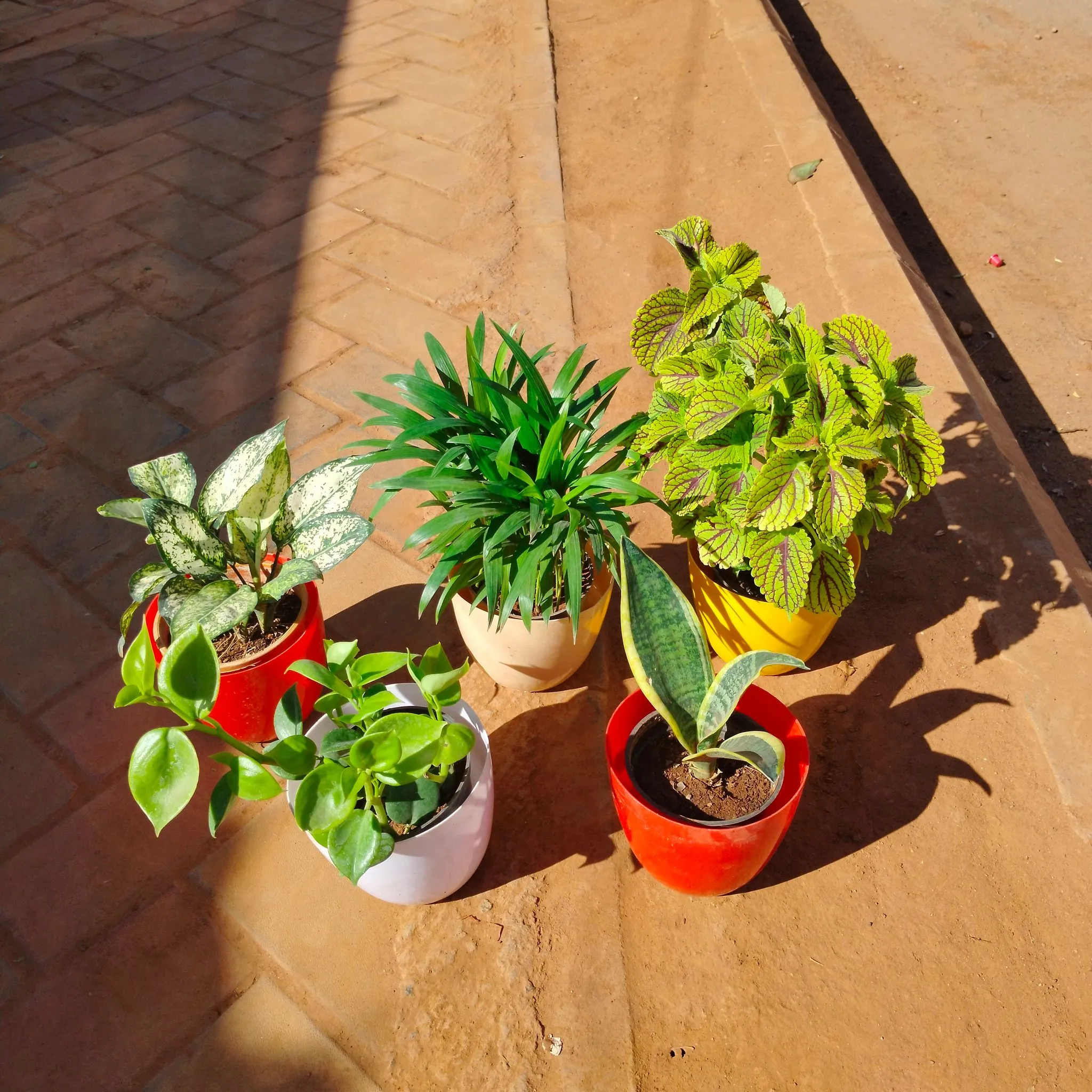 Set of 5 - Snake Dwarf, Peperomia Green, Coleus Green, Areca Dwarf & Aglaonema Snow White) in 6 Inch Multicoloured Premium Orchid Round Plastic Pot