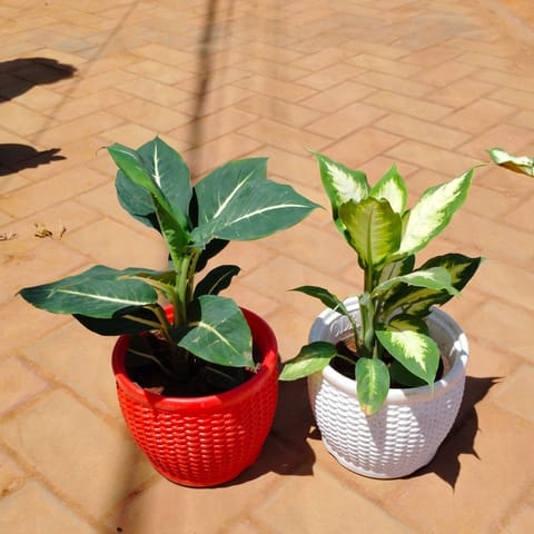 Set of 2 - Dieffenbachia (Green & White) in 8 Inch Live Fresh Plant White & Red Marble Premium Matt Classic Plastic Pot in Sector 20