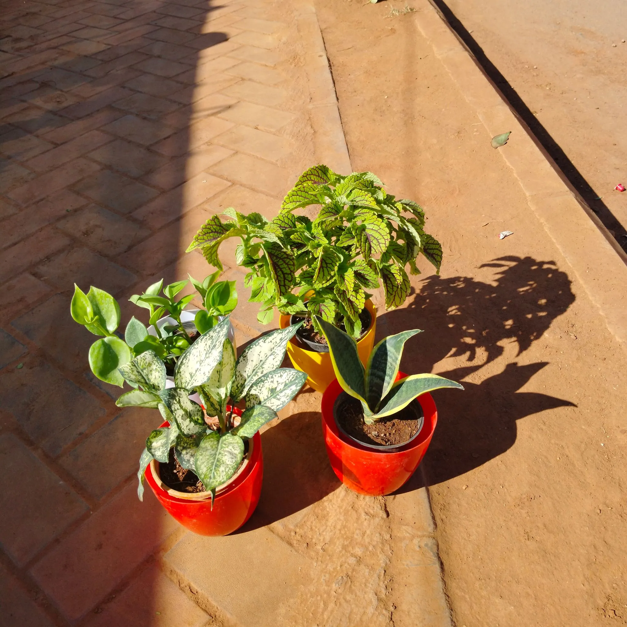Set of 4 - Snake Dwarf, Peperomia Green, Coleus Green & Aglaonema Snow White) in 6 Inch Multicoloured Premium Orchid Round Plastic Pot