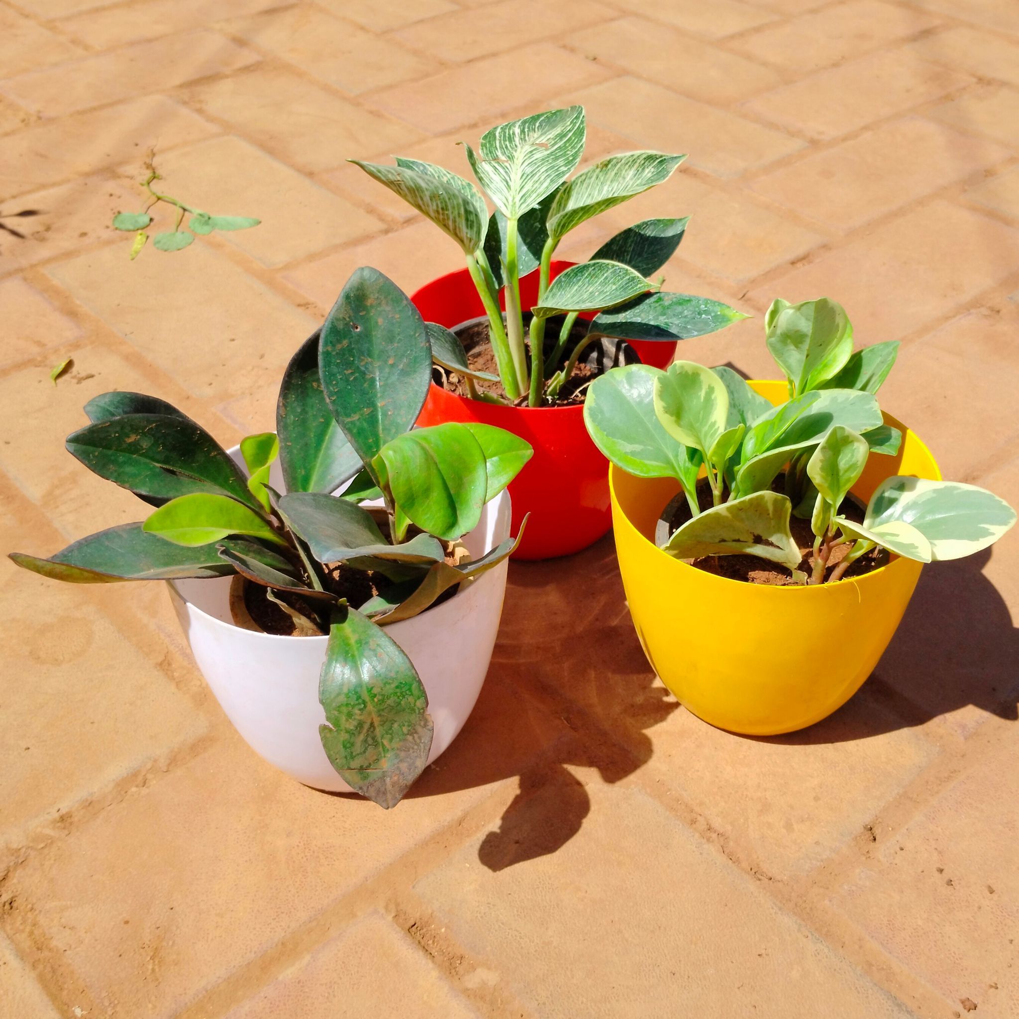 Set of 3 - Philondendron Birkin, Philodendron Black & Green in 8 Inch Premium Orchid Round Plastic Pot (any colour)