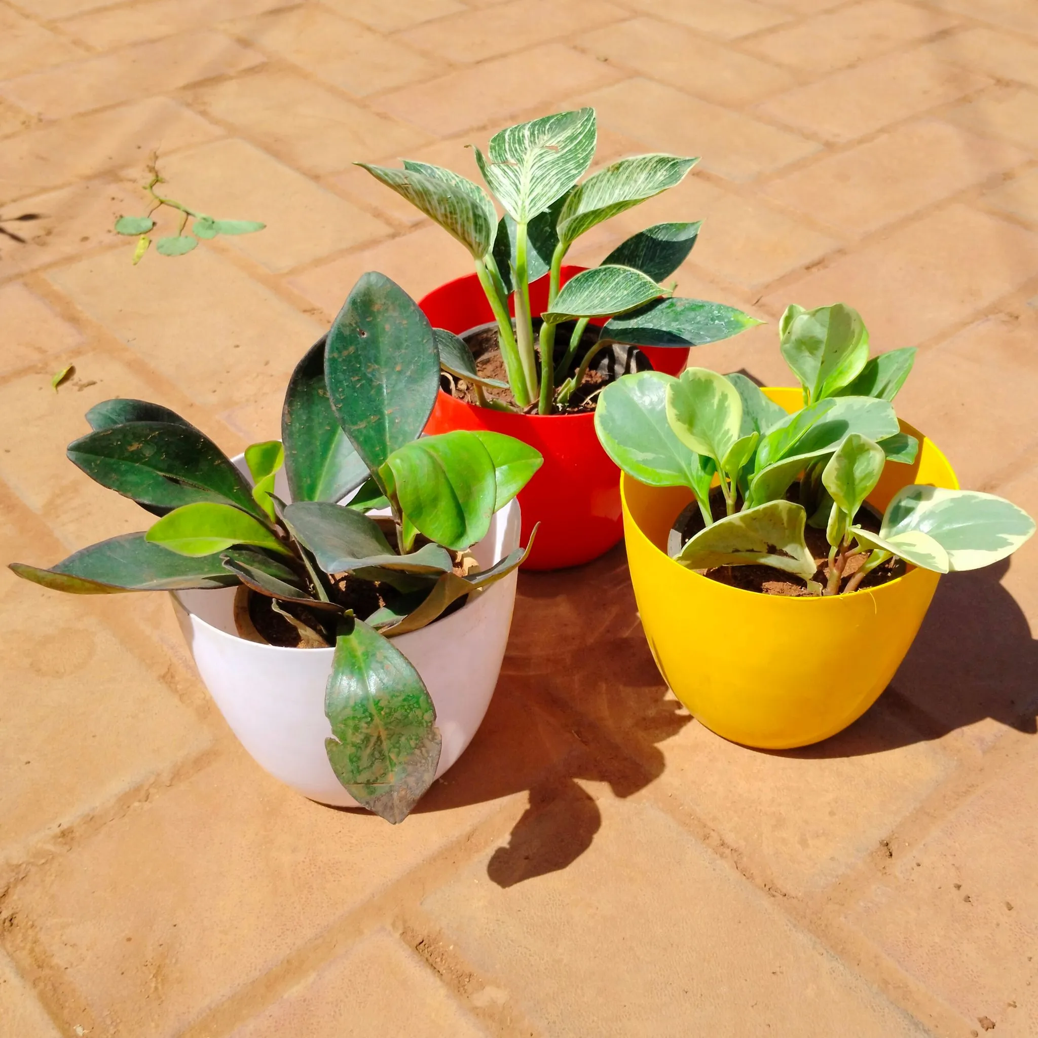 Set of 3 - Philondendron Birkin, Philodendron Black & Green in 8 Inch Premium Orchid Round Plastic Pot (any colour)