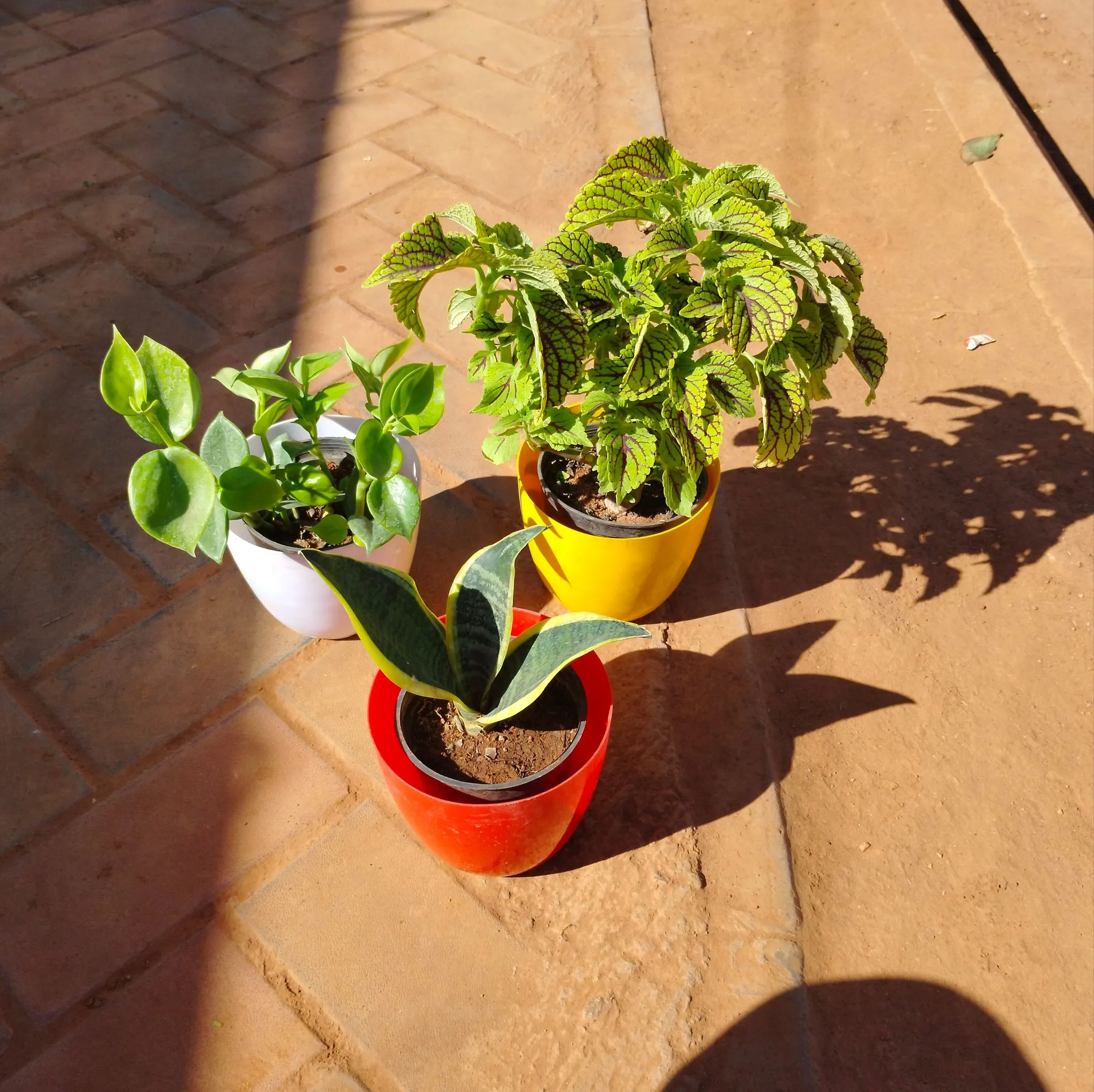 Set of 3 - Snake Dwarf, Peperomia Green & Coleus Green in 6 Inch Multicoloured Premium Orchid Round Plastic Pot